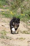 CHIEN FINNOIS DE LAPONIE 044